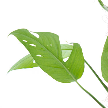 Epipremnum Pinnatum Cebu Blue - Mature size - Plantstop.us