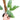 Epipremnum Pinnatum Cebu Blue - Mature size - Plantstop.us