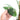 Epipremnum Pinnatum Cebu Blue - Mature size - Plantstop.us
