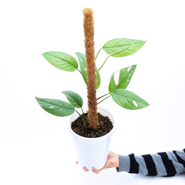 Epipremnum Pinnatum Cebu Blue - Mature size - Plantstop.us
