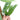 Epipremnum Pinnatum Cebu Blue - Mature size - Plantstop.us