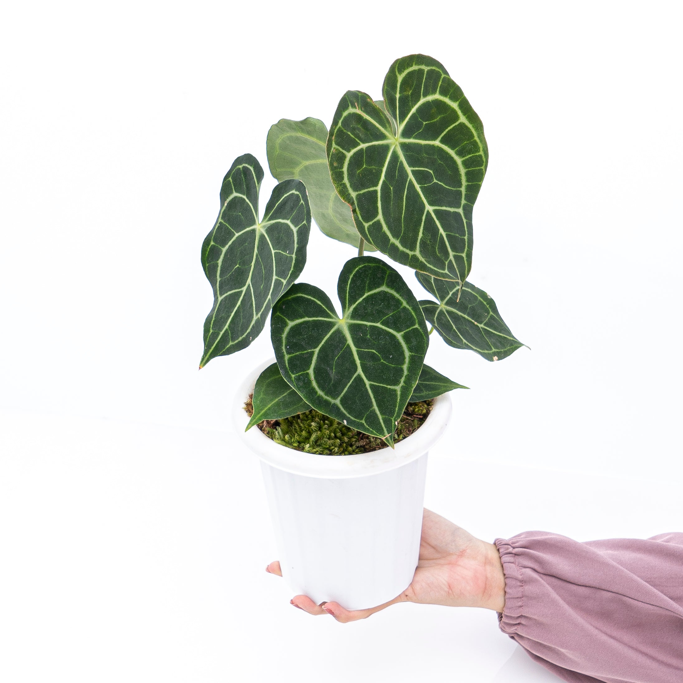 anthurium clari Anthurium Clarinervium | Anthurium Clarinervium | Bloombox Indoor and Garden Plants