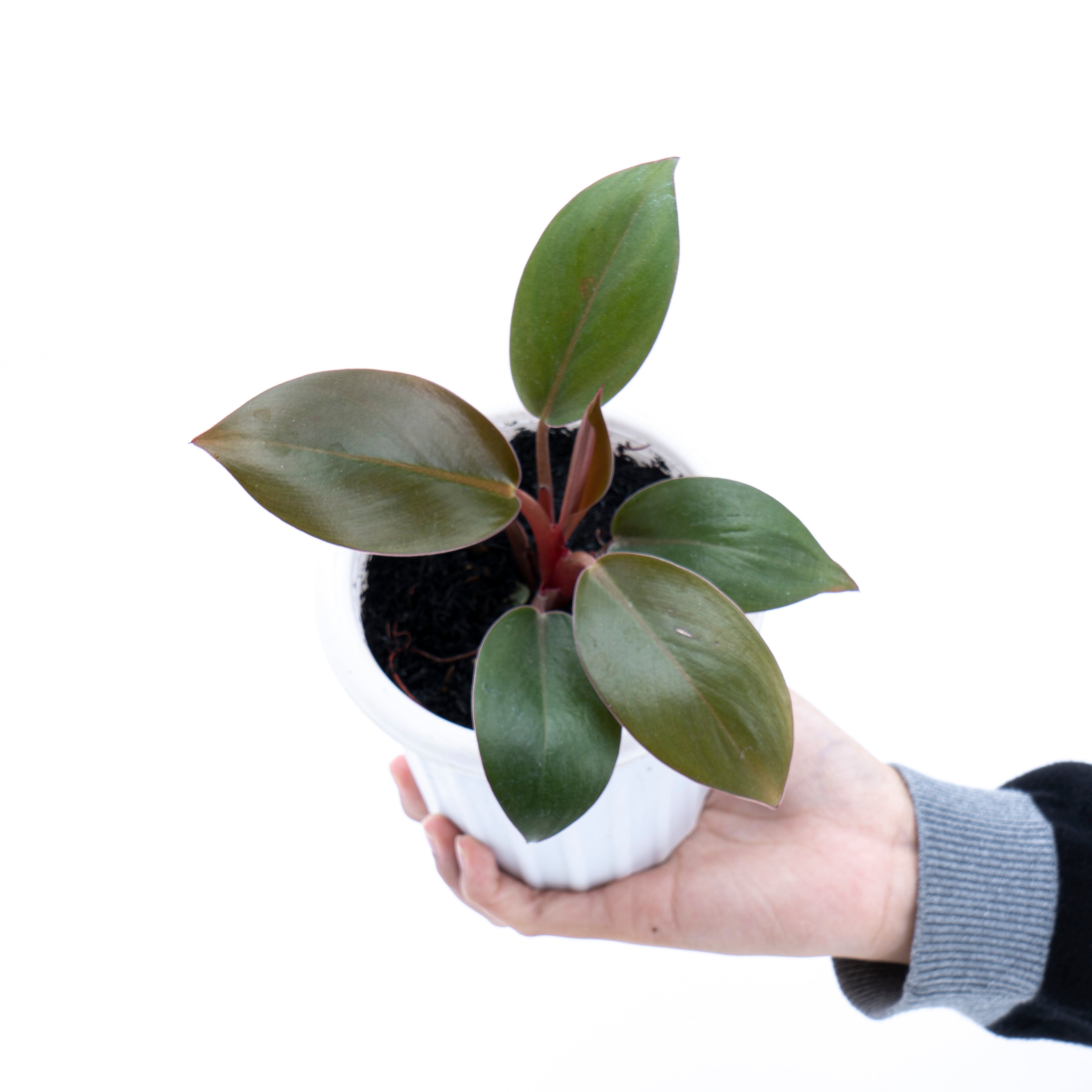 philodendron compact congo Philodendron Compact Congo