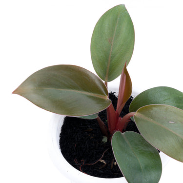 Philodendron Compact Congo