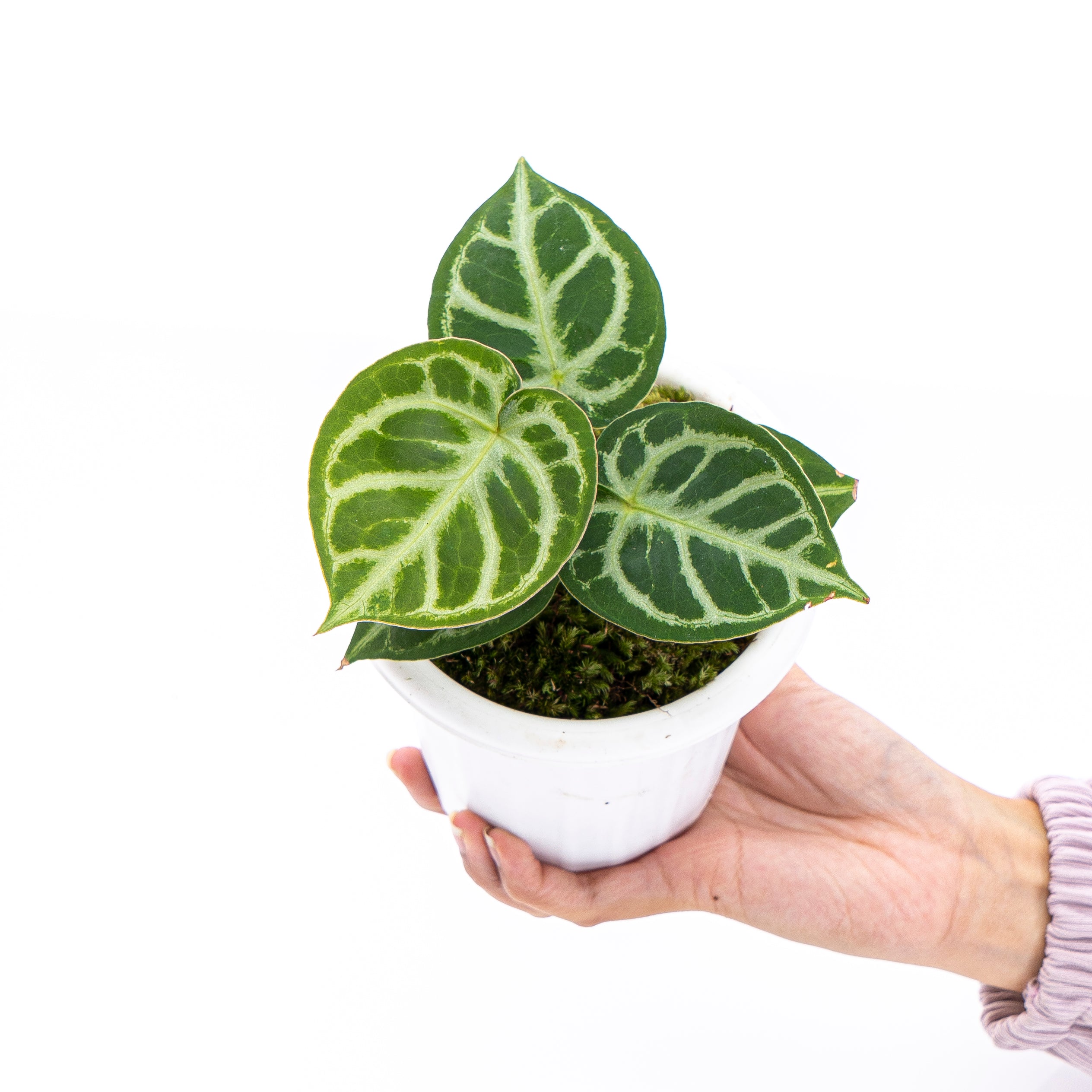 anthurium crypto price Anthurium Crystallinum Domino – Plantstop.us