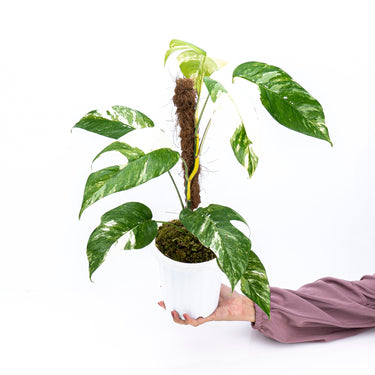 Epipremnum Pinnatum Variegated - Mature size - Plantstop.us