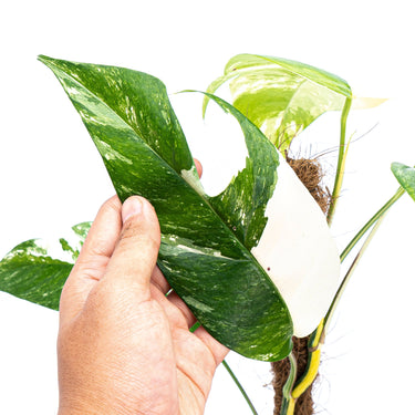 Epipremnum Pinnatum Variegated - Mature size - Plantstop.us