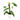 Epipremnum Pinnatum Variegated - Mature size - Plantstop.us
