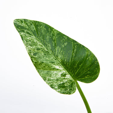 Philodendron Giganteum Variegated