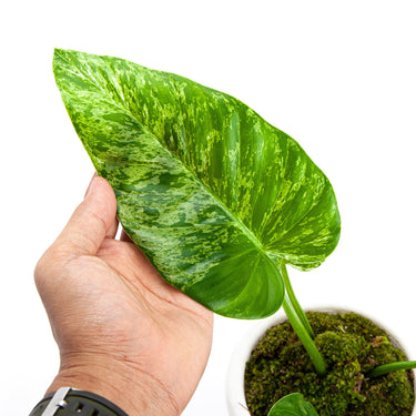 Philodendron Giganteum Variegated