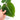Philodendron Gloriosum