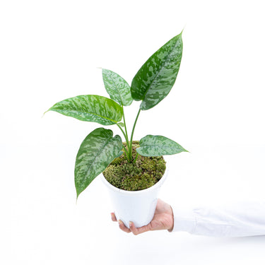 Homalomena Schicmatoglottis
