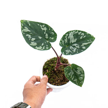 Homalomena Frog