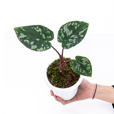 Homalomena Frog