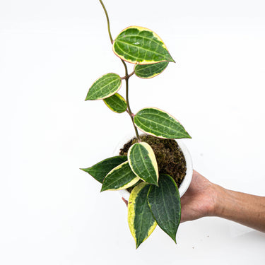 Hoya Machrophylla Variegated