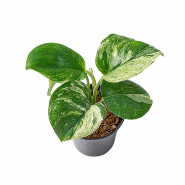 Scindapsus treubii moonlight marble variegated