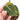 Philodendron melanochrysum variegated