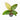 Anthurium hookeri variegated - Plantstop.us