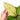 Anthurium hookeri variegated - Plantstop.us