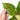 Anthurium hookeri variegated - Plantstop.us