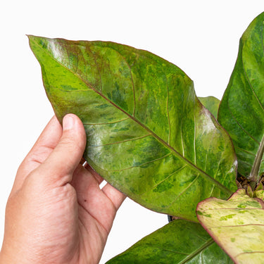 Anthurium hookeri variegated - Plantstop.us