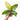 Anthurium hookeri variegated - Plantstop.us