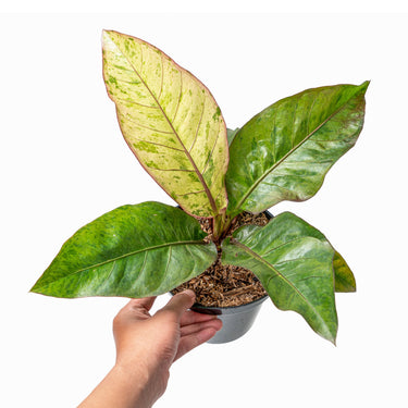 Anthurium hookeri variegated - Plantstop.us