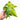 Anthurium pedatoradiatum aurea variegated - Plantstop.us