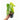 Anthurium pedatoradiatum aurea variegated - Plantstop.us