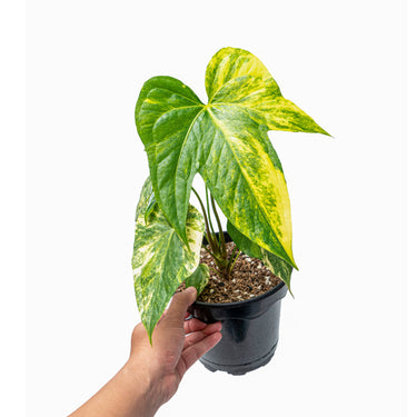 Anthurium pedatoradiatum aurea variegated - Plantstop.us