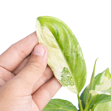 Aglaonema modestum variegated - Plantstop.us