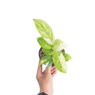 Aglaonema modestum variegated - Plantstop.us