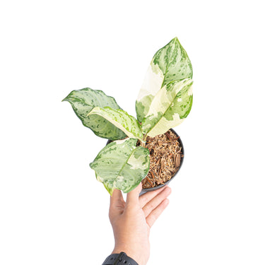 Aglaonema comutatum variegated - Plantstop.us