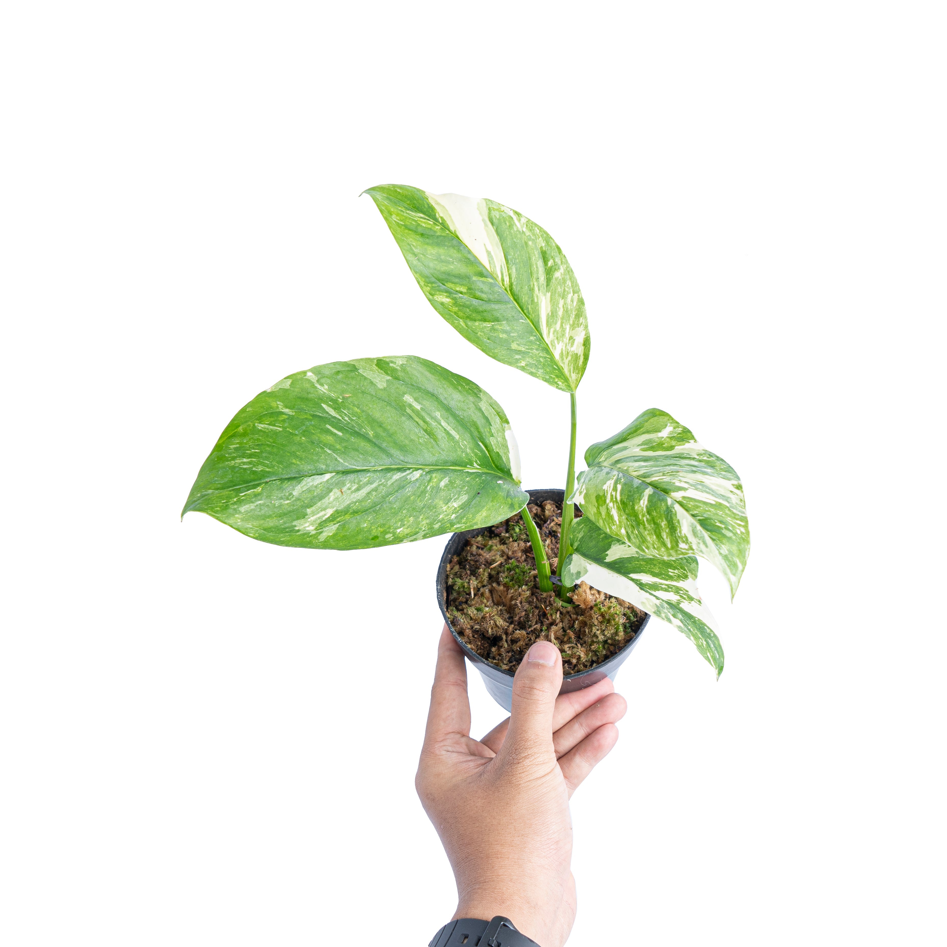 monstera lechleriana Monstera Variegated Lechariana Starter Plant