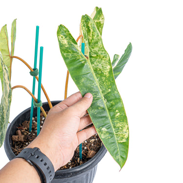 Philodendron Billietiae Variegated Mature size
