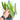 Philodendron Billietiae Variegated  Mature size - Aroidmarket