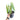 Philodendron Billietiae Variegated  Mature size - Aroidmarket