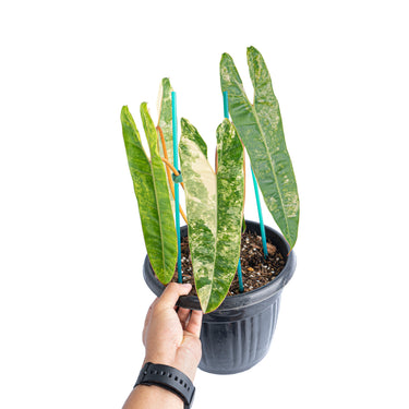 Philodendron Billietiae Variegated Mature size