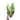 Philodendron Billietiae Variegated  Mature size - Aroidmarket