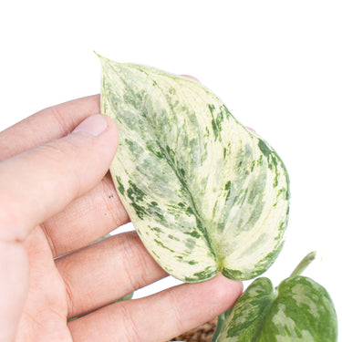 Scindapsus hologram variegated