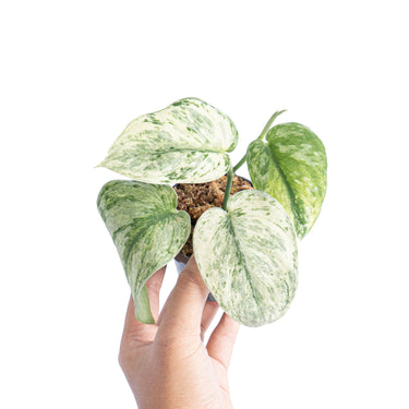Scindapsus hologram variegated