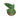 Anthurium Papillilaminum Legend - Plantstop.us