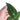 Anthurium Papillilaminum Legend - Plantstop.us