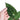 Anthurium Papillilaminum Legend - Plantstop.us