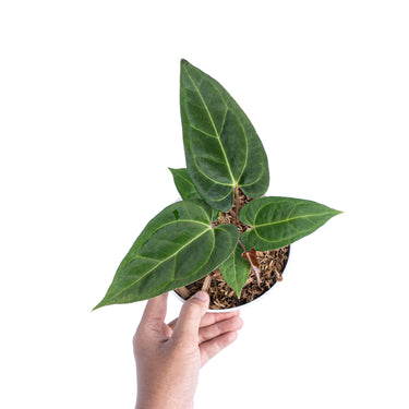 Anthurium Papillilaminum Legend - Plantstop.us