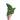 Anthurium Papillilaminum Legend - Plantstop.us