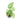 Monstera Esqueleto - Aroidmarket