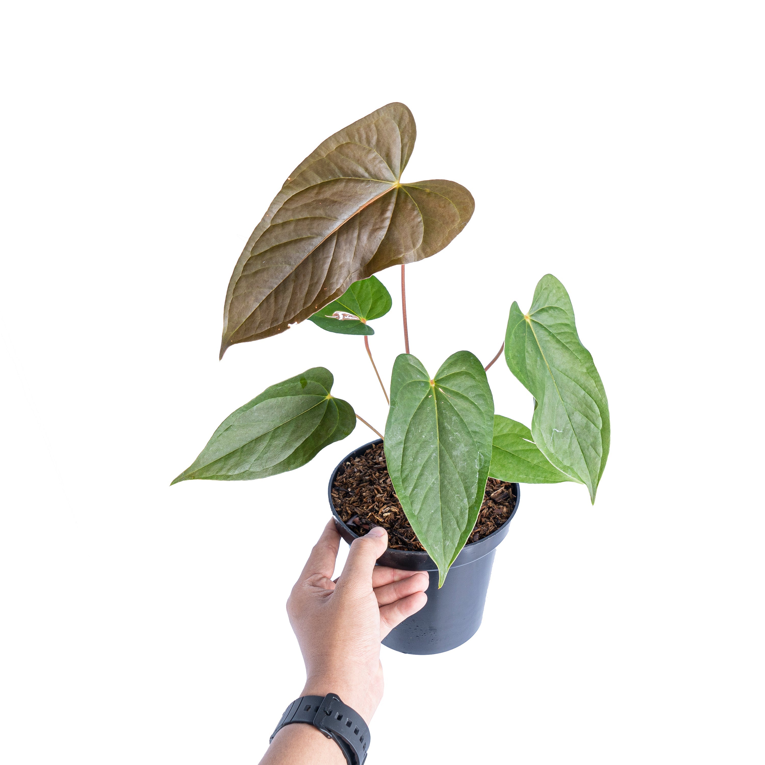anthurium chamberlainii Anthurium chamberlainii