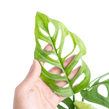 Monstera Esqueleto - Aroidmarket