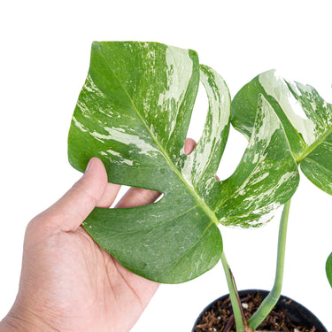 Monstera Albo Variegated